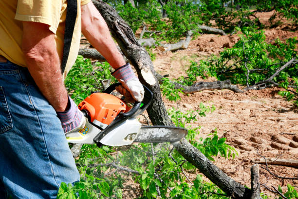 Best Best Tree Removal Services  in USA